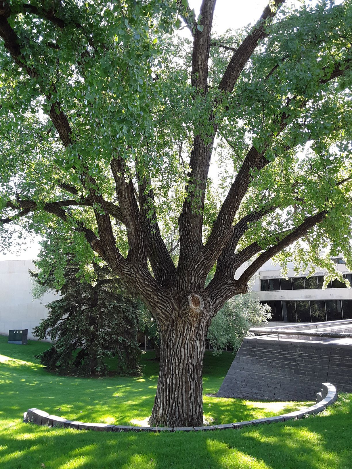 Majestic Cottonwood Tree